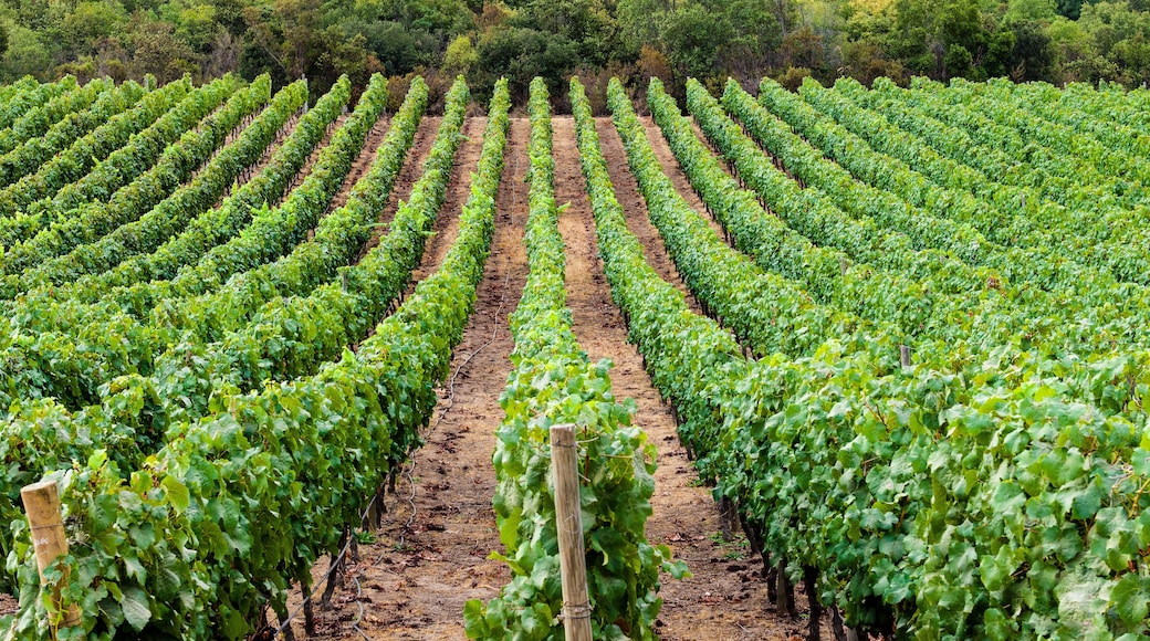 Rows of vineyards, Santa Cruz, Chile