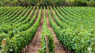 Rows of vineyards, Santa Cruz, Chile