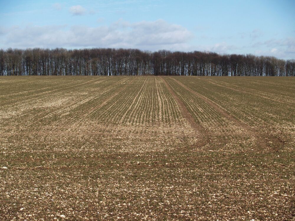 Winter Wheat on Saxby Wold. Photo taken from Middlegate. The distant wood is Pikendale Plantation.