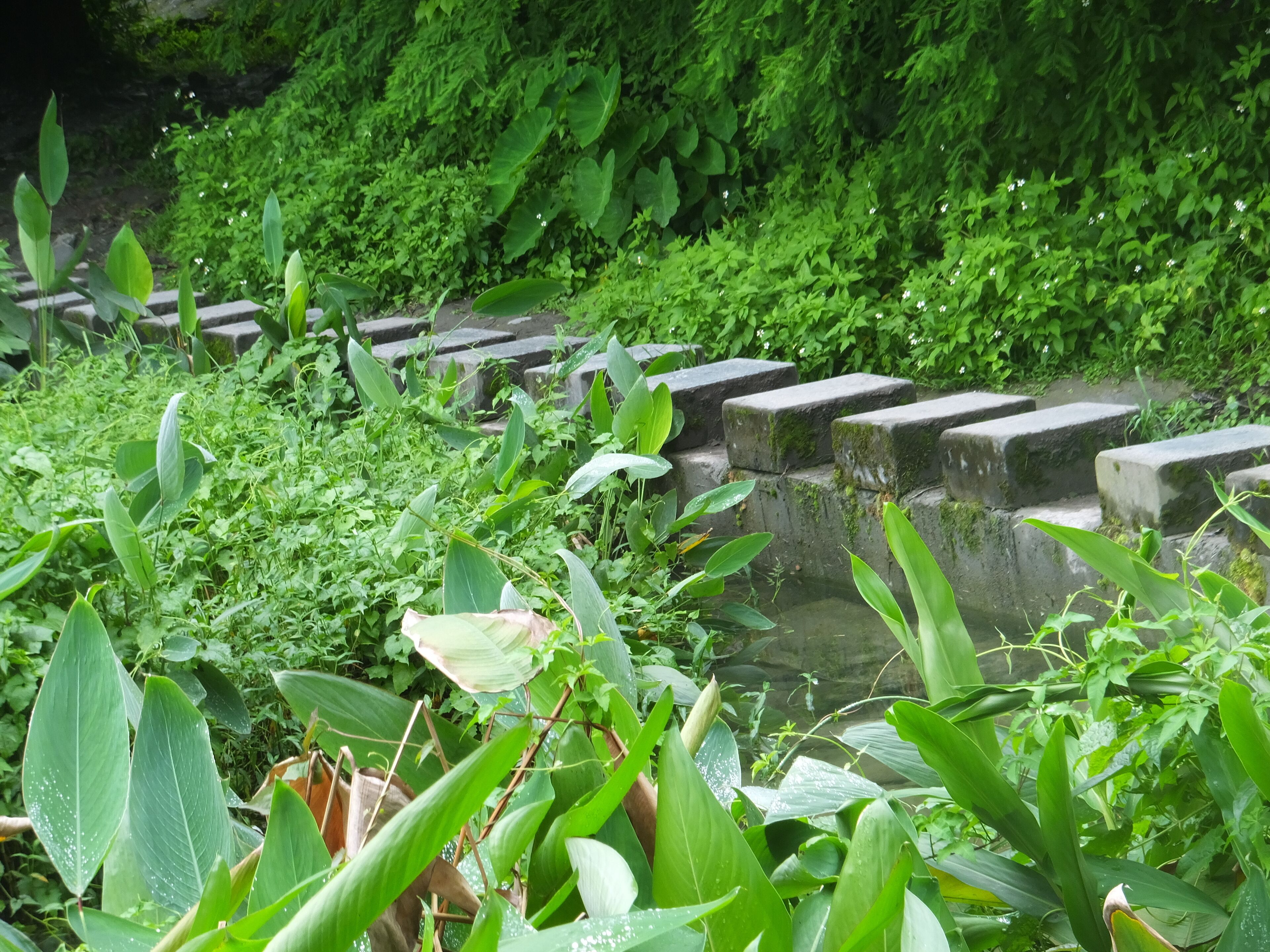 Yunshanshui Natural Ecological Farm 雲山水自然生態農場