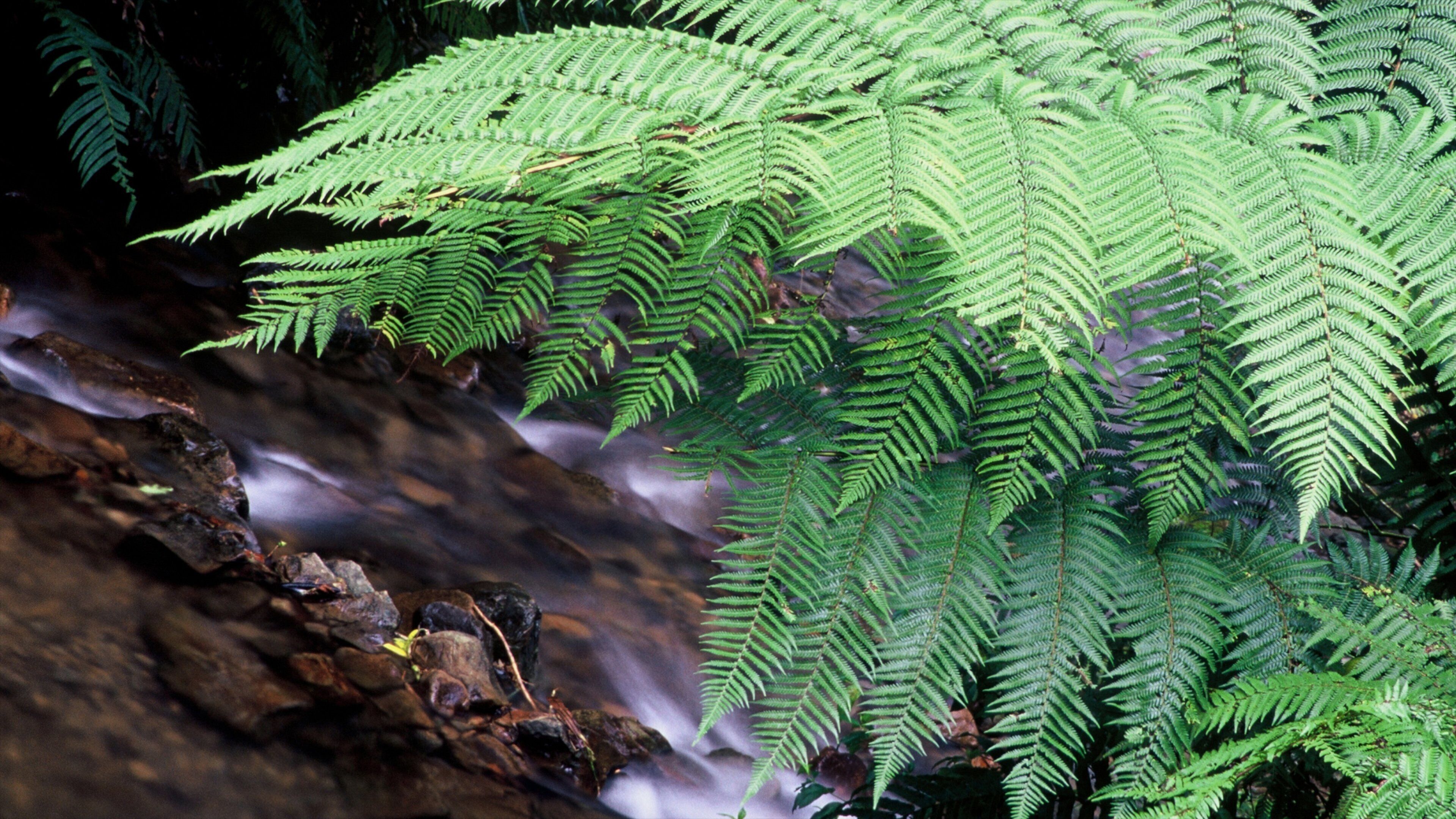 Manawatū-Whanganui showing forests and rapids