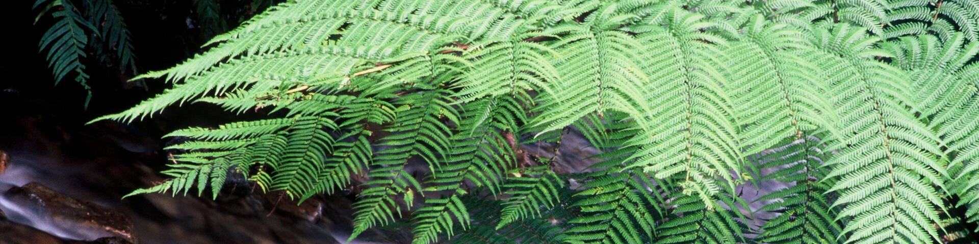 Manawatū-Whanganui showing forests and rapids