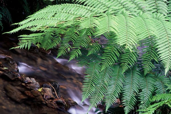 Manawatū-Whanganui showing forests and rapids