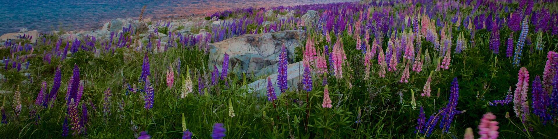 A mountain range at sunset, a lake, and purple lupine flowers.