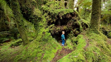 West Coast New Zealand featuring forest scenes as well as an individual child