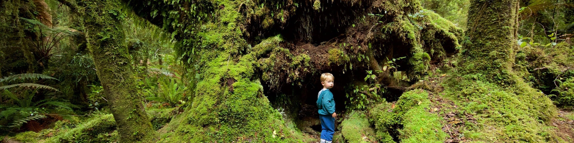 Nueva Zelanda ofreciendo imágenes de bosques y también un niño