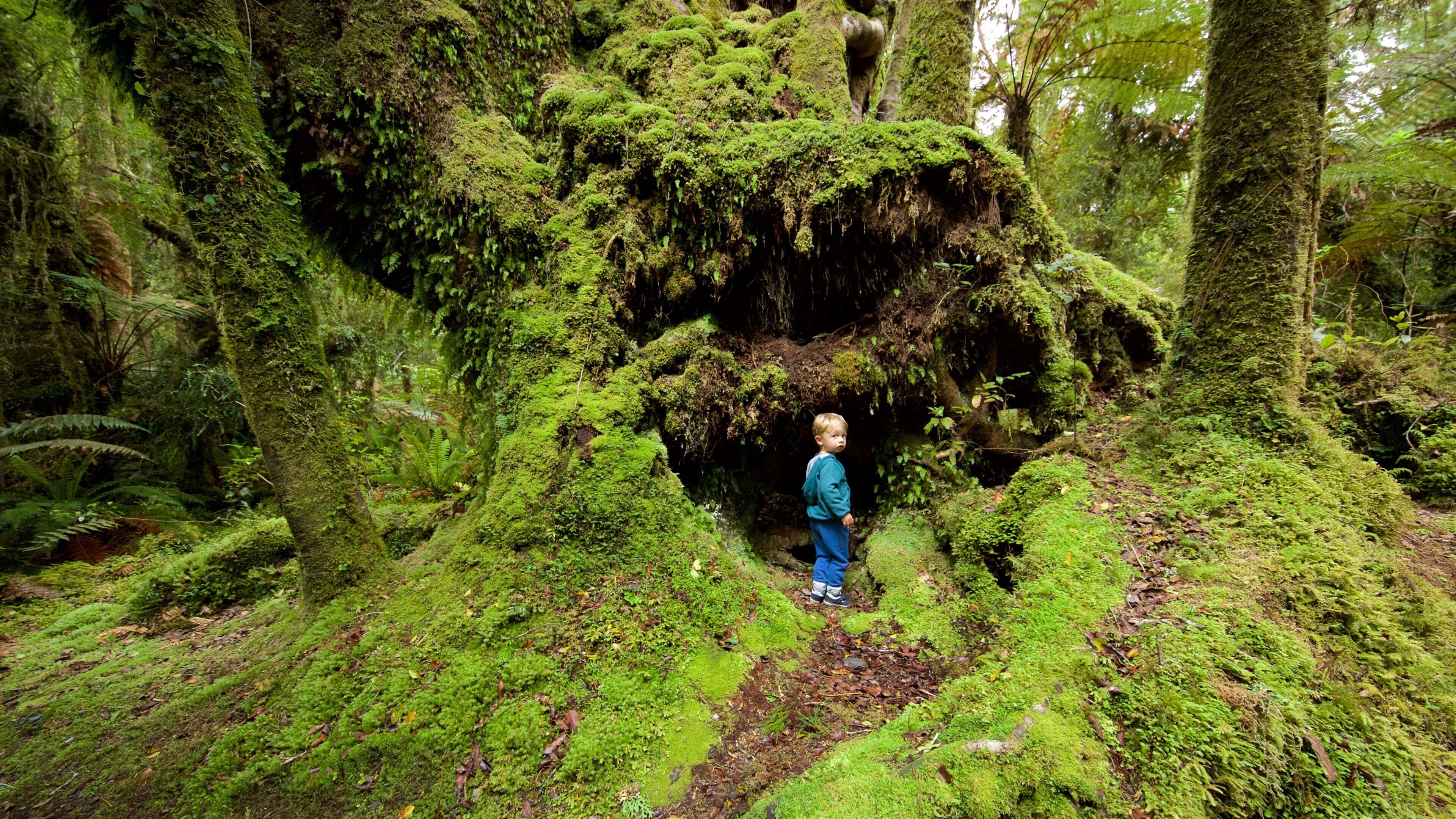 A person standing in a lush, moss-covered forest with dense ferns and trees.