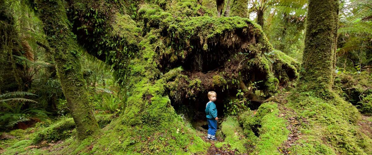 A person standing in a lush, moss-covered forest with dense ferns and trees.