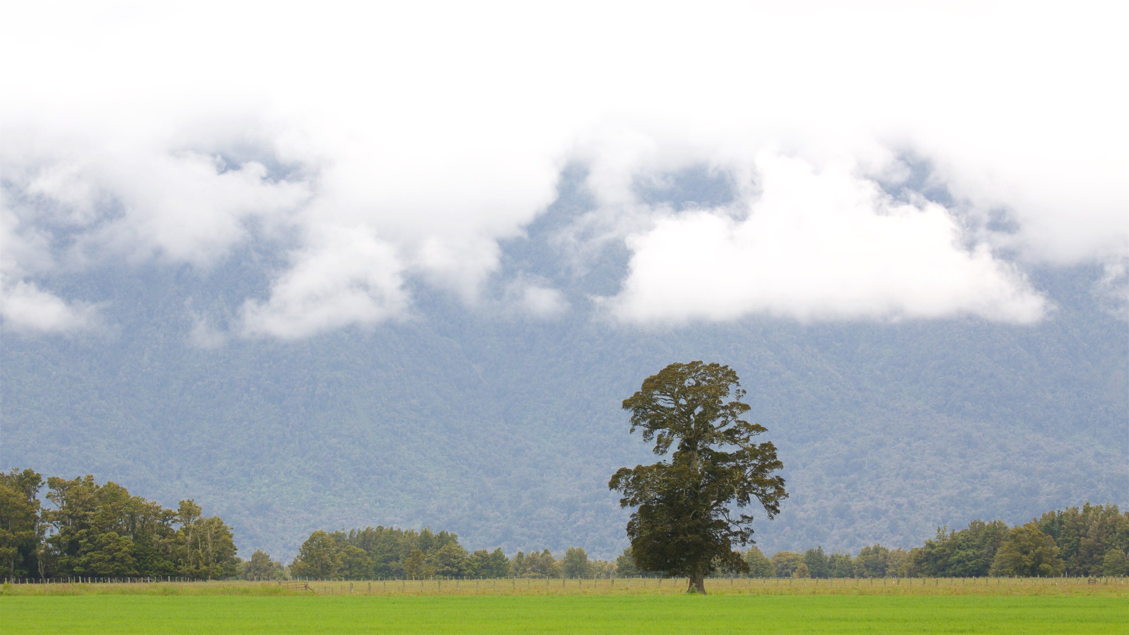 West Coast featuring mist or fog and a garden