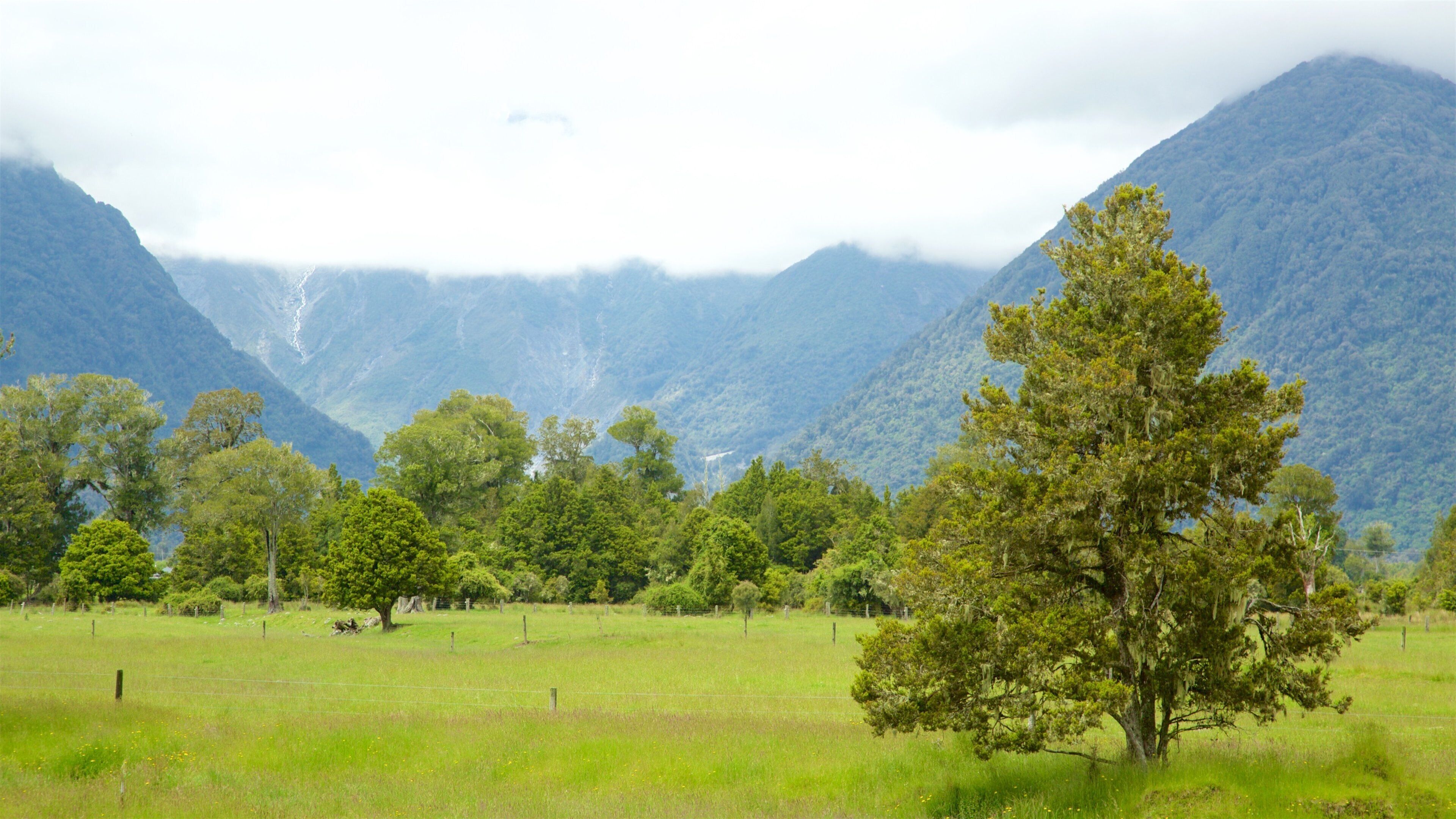 A grassy field with a prominent tree in the foreground and mountains in the background.