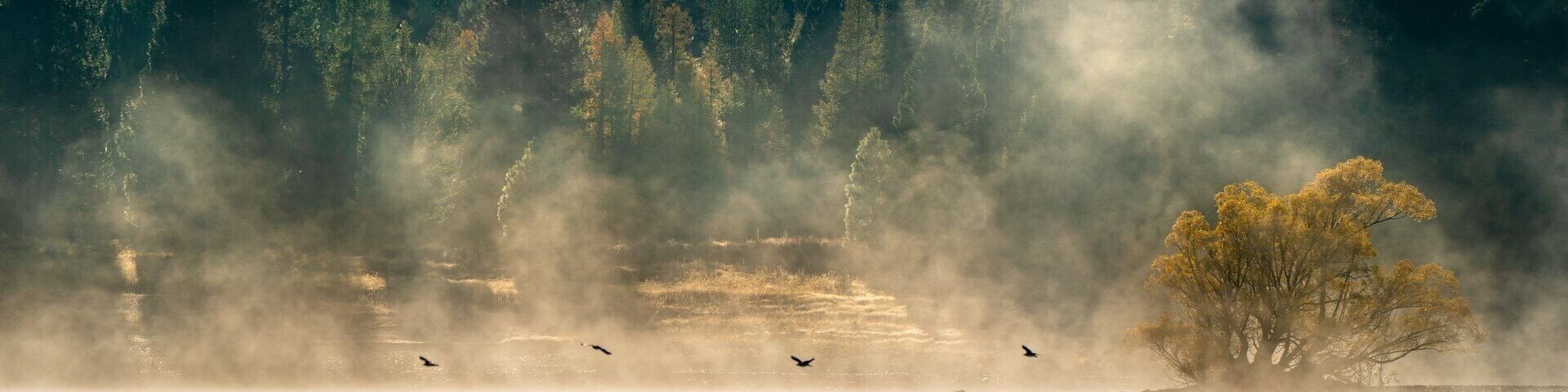 Foggy Lake II Southland New Zealand
