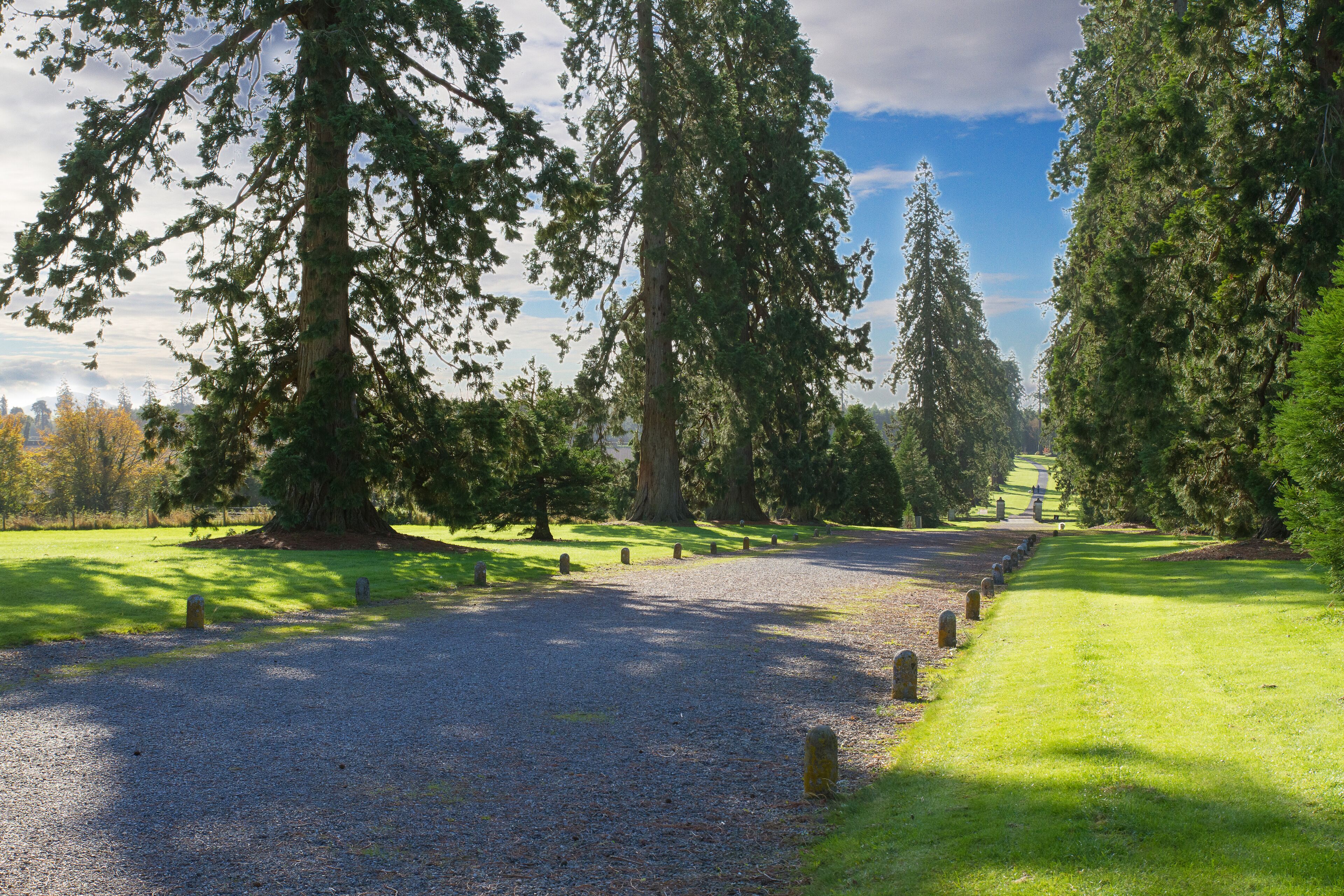 A gravel path lined with trees and gravestones in a cemetery.