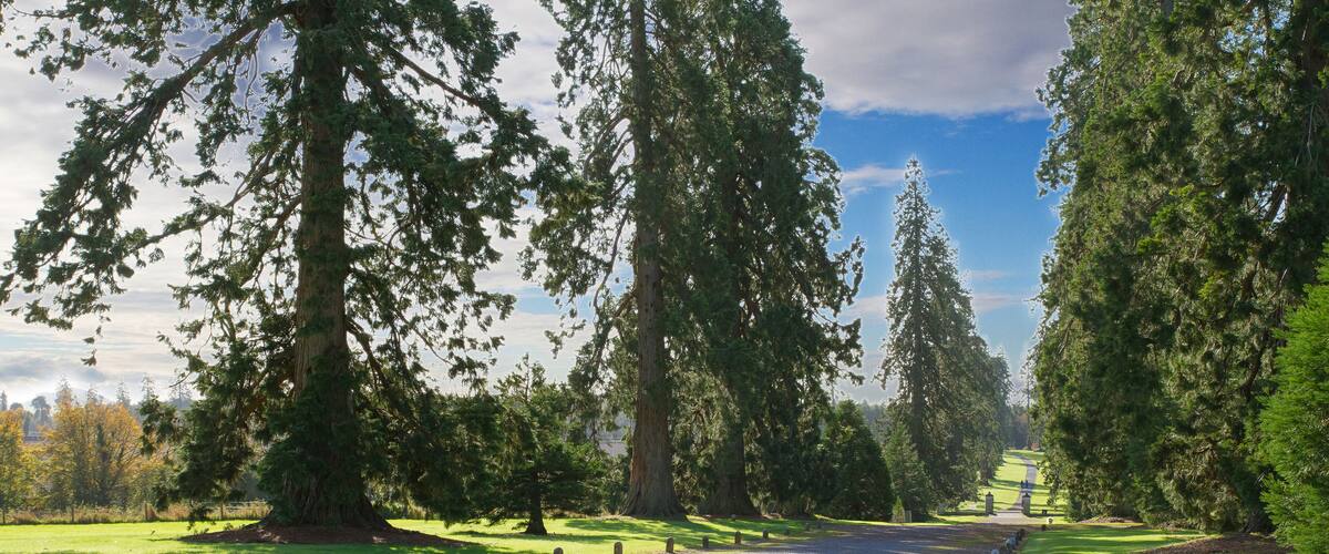 A gravel path lined with trees and gravestones in a cemetery.