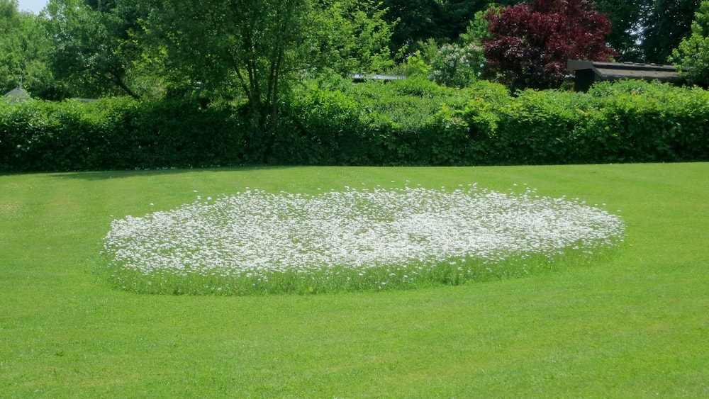 Un motif circulaire de fleurs blanches sur une pelouse verte, avec des arbres et un arbre rouge en arrière-plan.