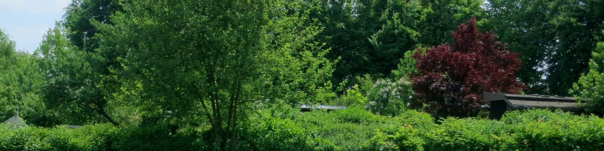 Eine interessante Art Rasen zu mähen, indem auf der Rasenfläche eine Fläche mit Blüten nicht gemäht wird. An diesem Tag mehrmals in Königsbrunn gesehen.