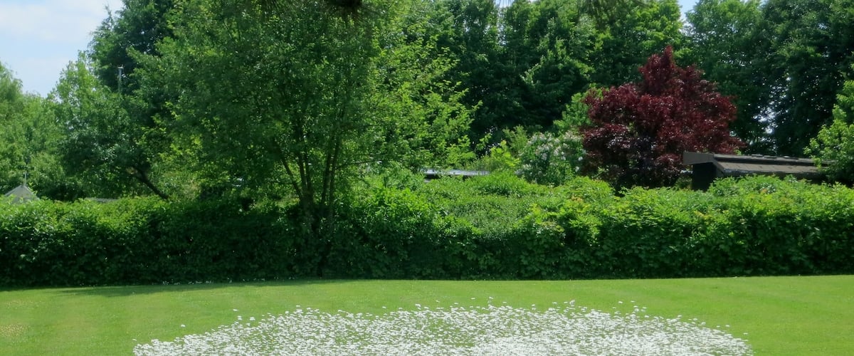 A circular pattern of white flowers on a green lawn with trees and a red tree in the background.