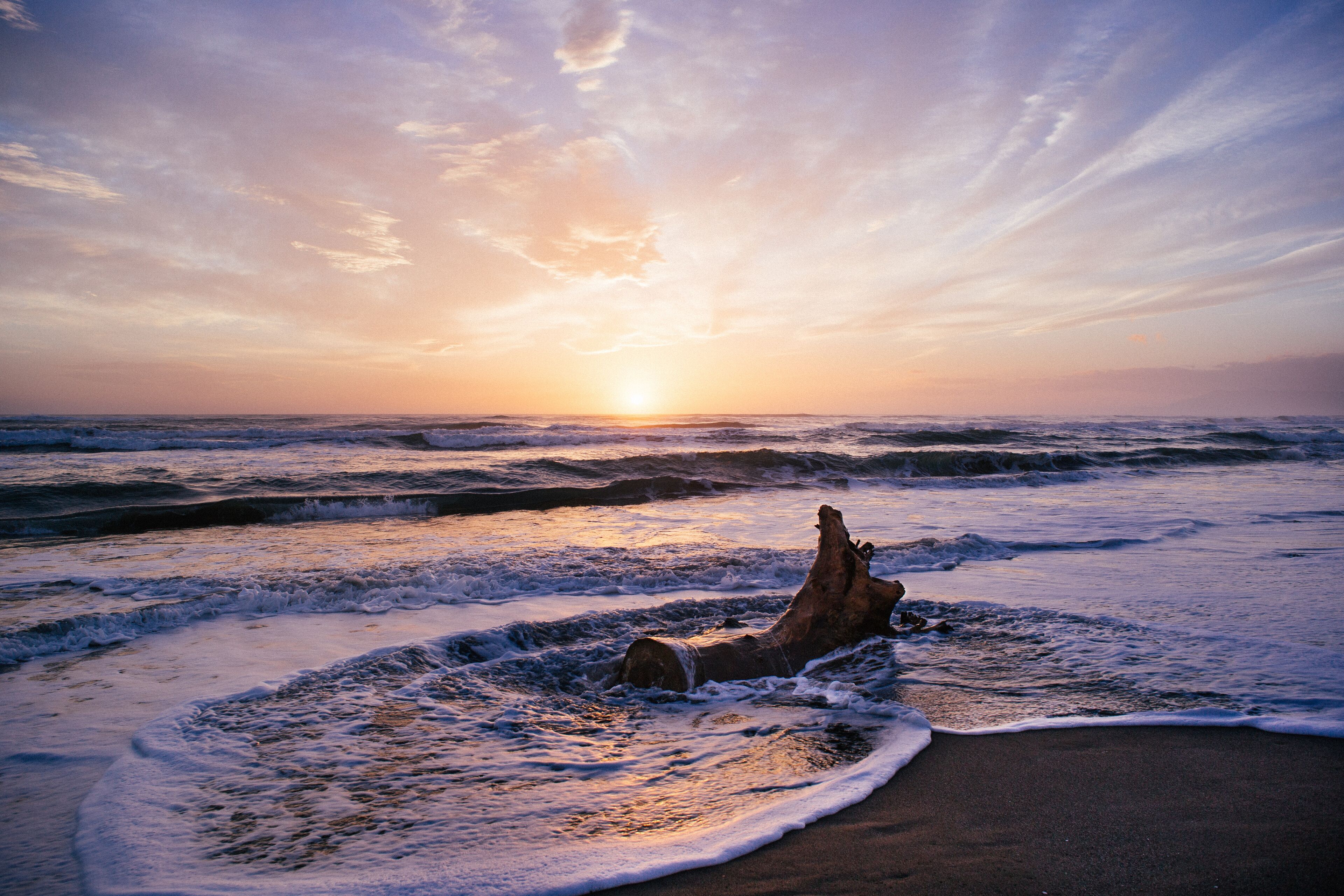 Driftwood on the beach at sunset, Pescia Romana, Lazio, Italy