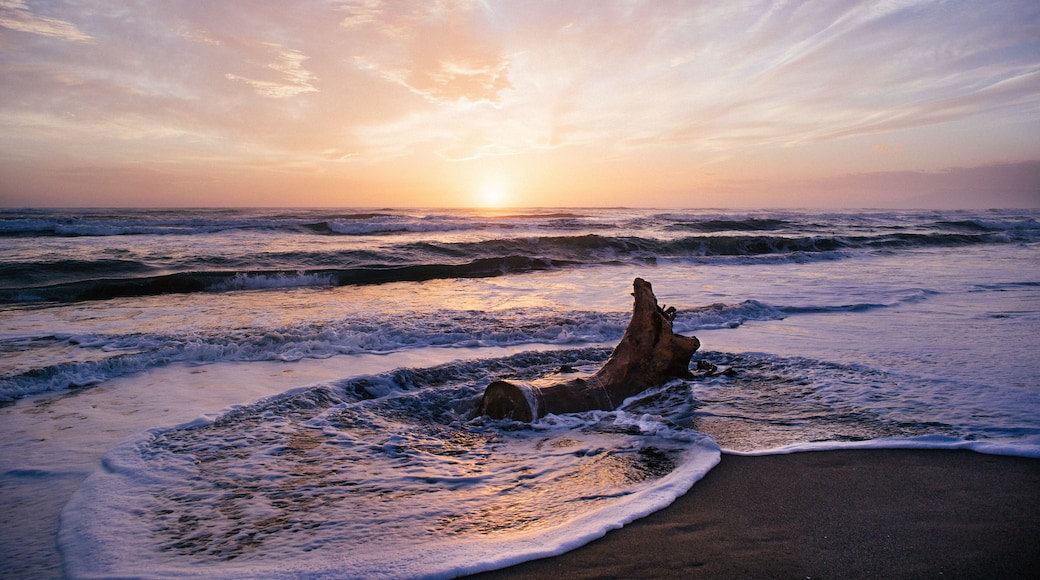 Driftwood on the beach at sunset, Pescia Romana, Lazio, Italy