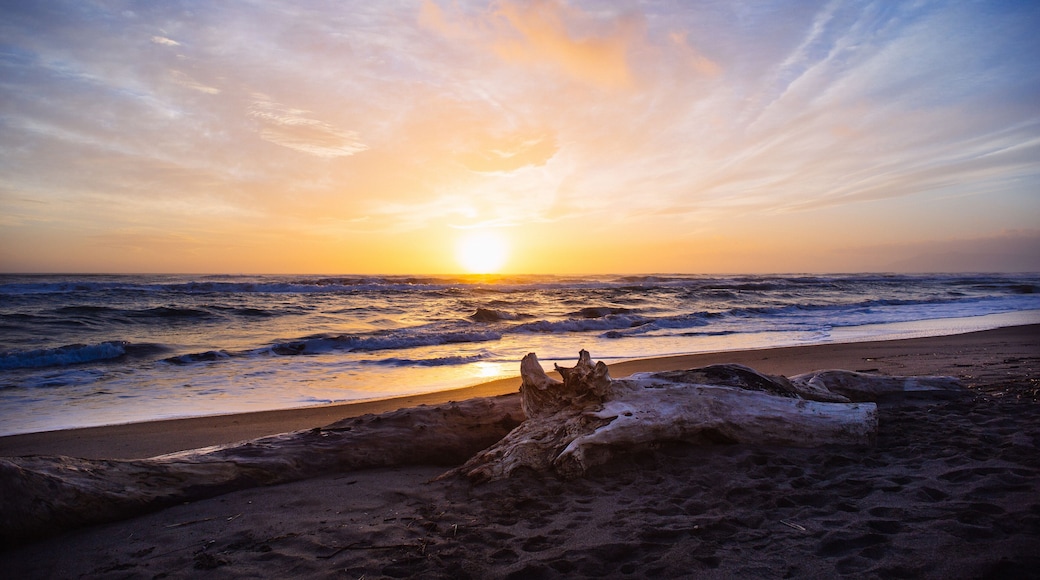 Driftwood on the beach at sunset, Pescia Romana, Lazio, Italy