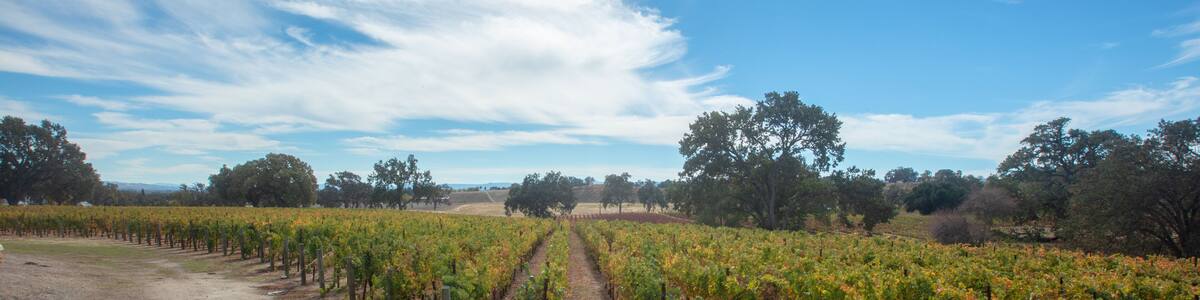 Winery vineyard under blue sky cumulus cloudscape
