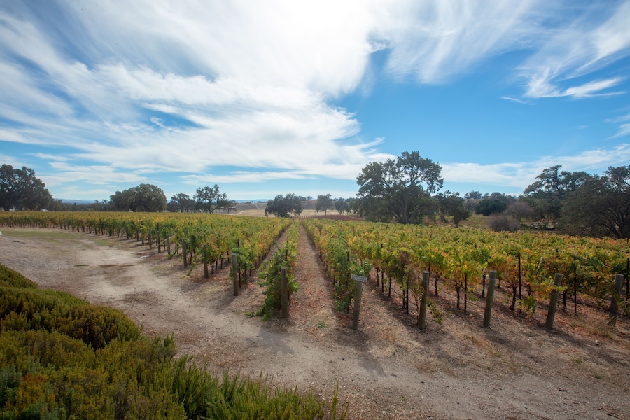Winery vineyard under blue sky cumulus cloudscape