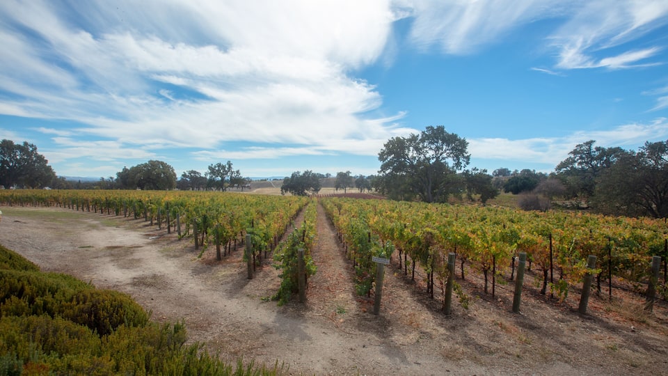 A vineyard with rows of grapevines under a clear sky.