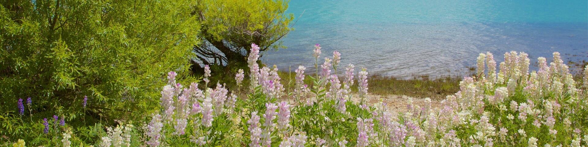 Glenorchy welches beinhaltet Wildblumen, Steinstrand und Berge