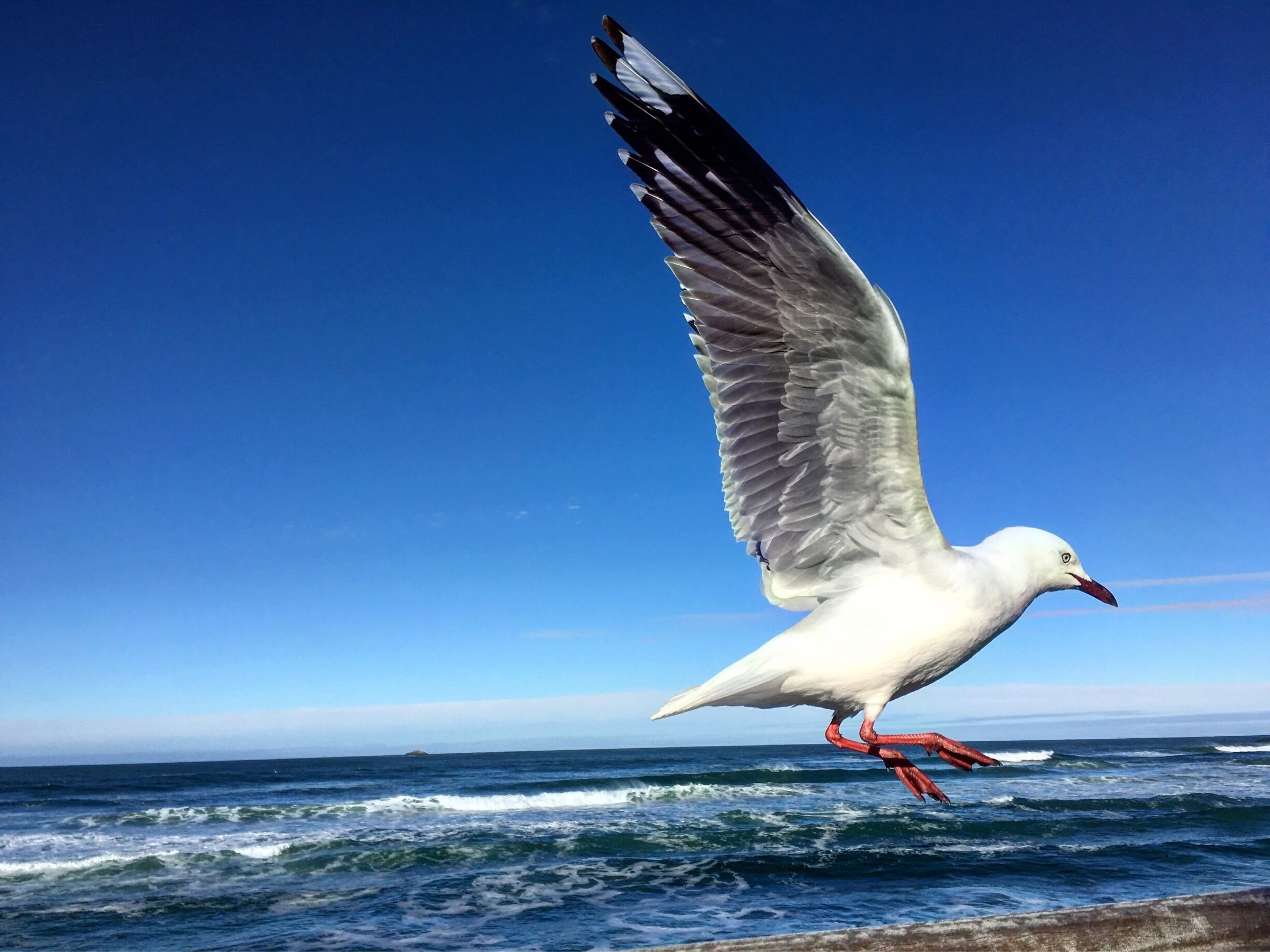 Seagulls are like acrobats in the sky, they move fluidly in the air. Gulls are everyday sighting here in Dunedin, they are part of everyday life of Dunners. 