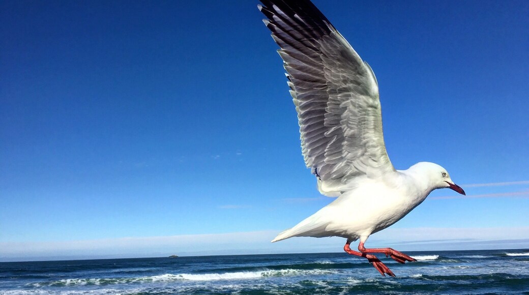 Seagulls are like acrobats in the sky, they move fluidly in the air. Gulls are everyday sighting here in Dunedin, they are part of everyday life of Dunners.