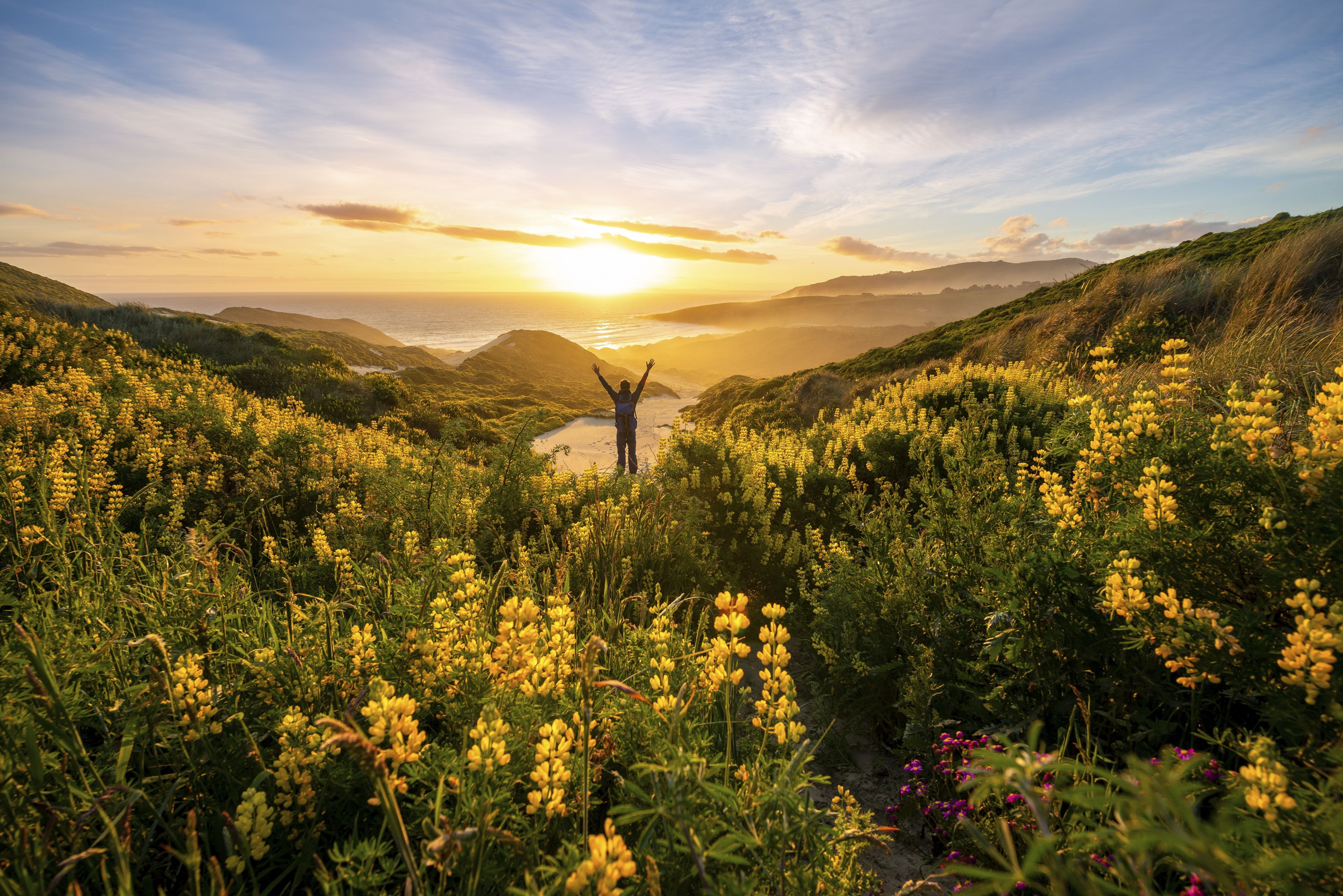 Una persona de pie en un campo de flores amarillas, con un atardecer de fondo.