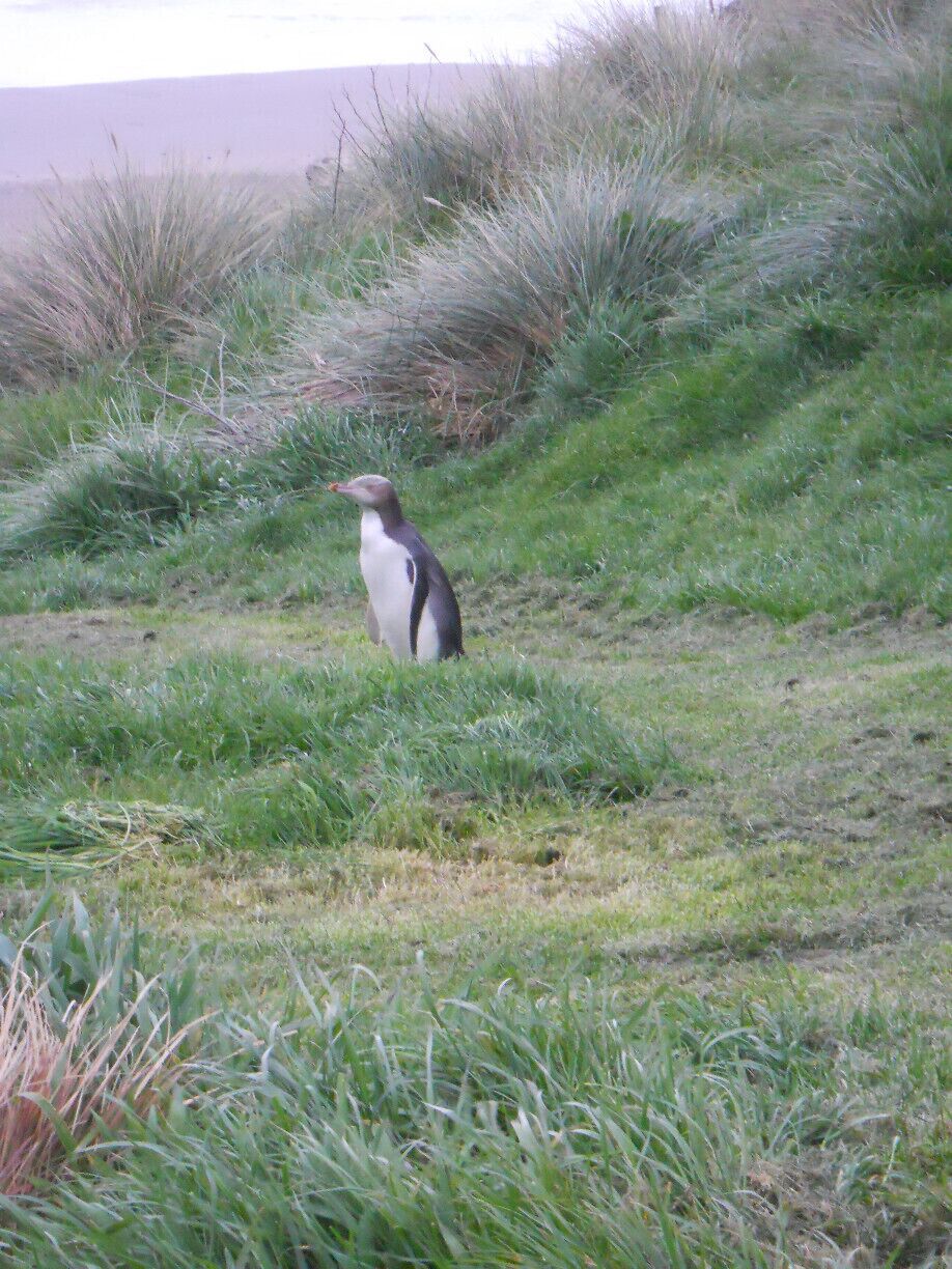 Get the chance to see a penguin in the wild while on a wildlife tour to Otago Peninsula.  It's an unforgettable experience.
