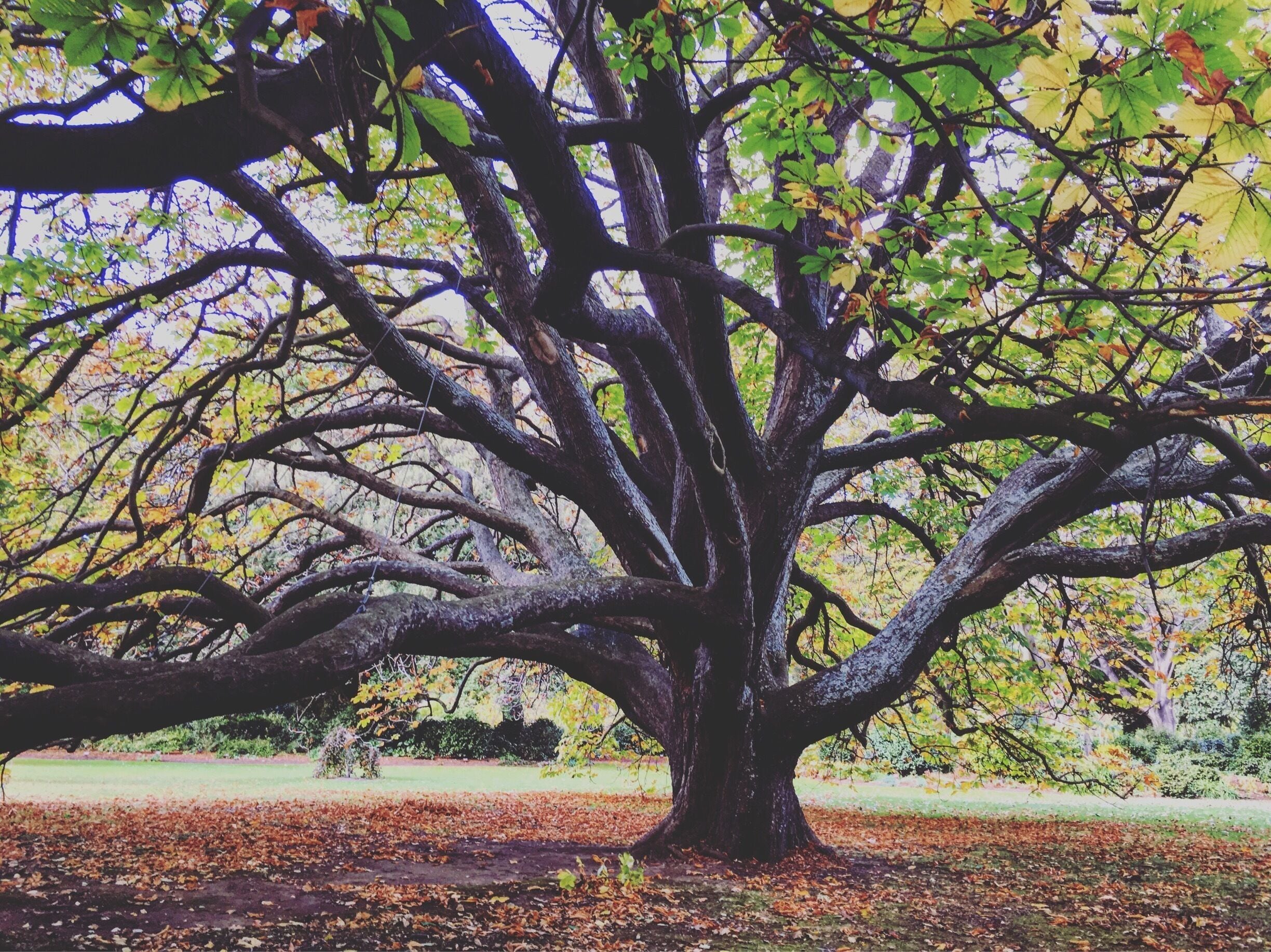 When modern technology supports one of Dunedin's oldest tree.