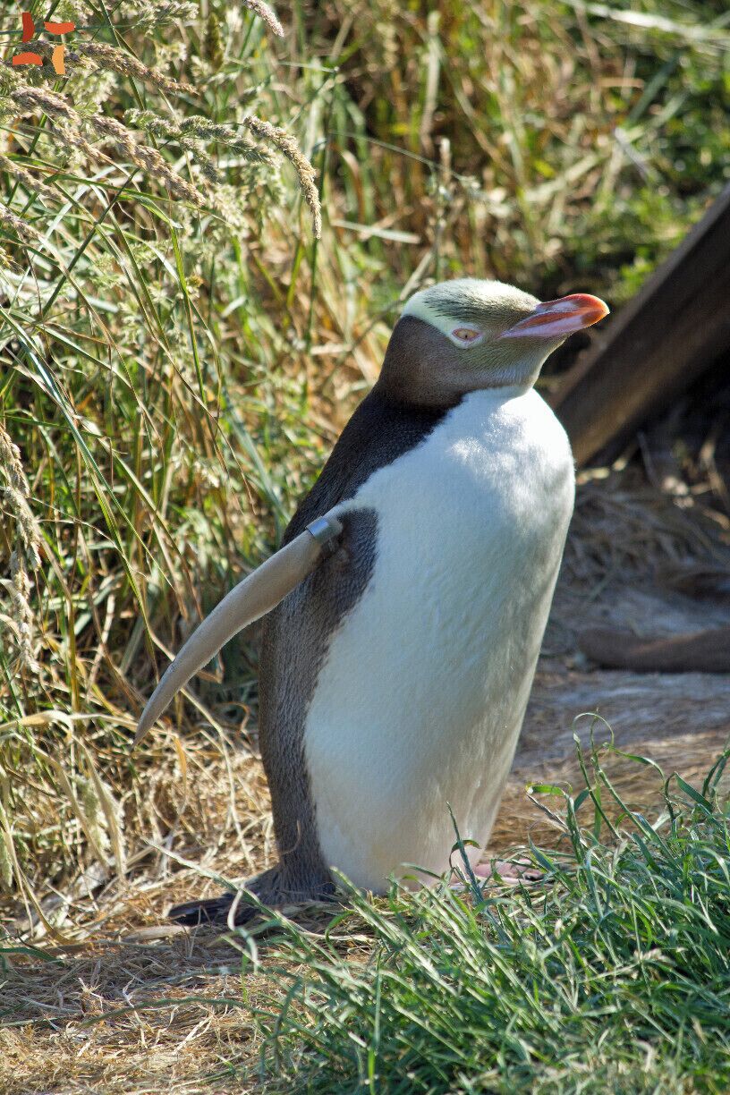 Un pingüino de pie en un área con hierba y vegetación seca.