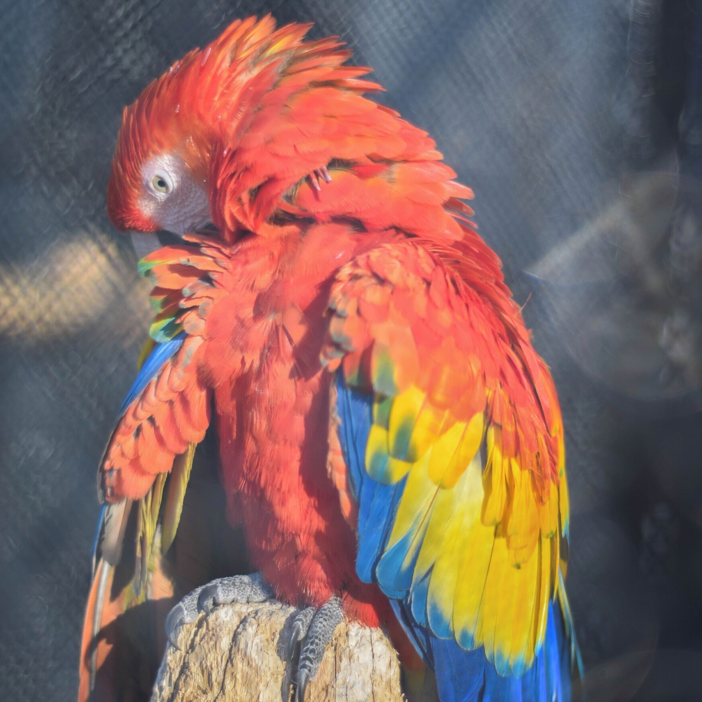We happily spent an afternoon wandering the gardens, admiring the myriad of wonderful plants themed by their location on the globe. Near the top of the gardens is a large aviary, when birds from all over the world are housed. Some of the birds are relocated to the nearby Orokonui Ecosanctuary too, check both of these places out :)