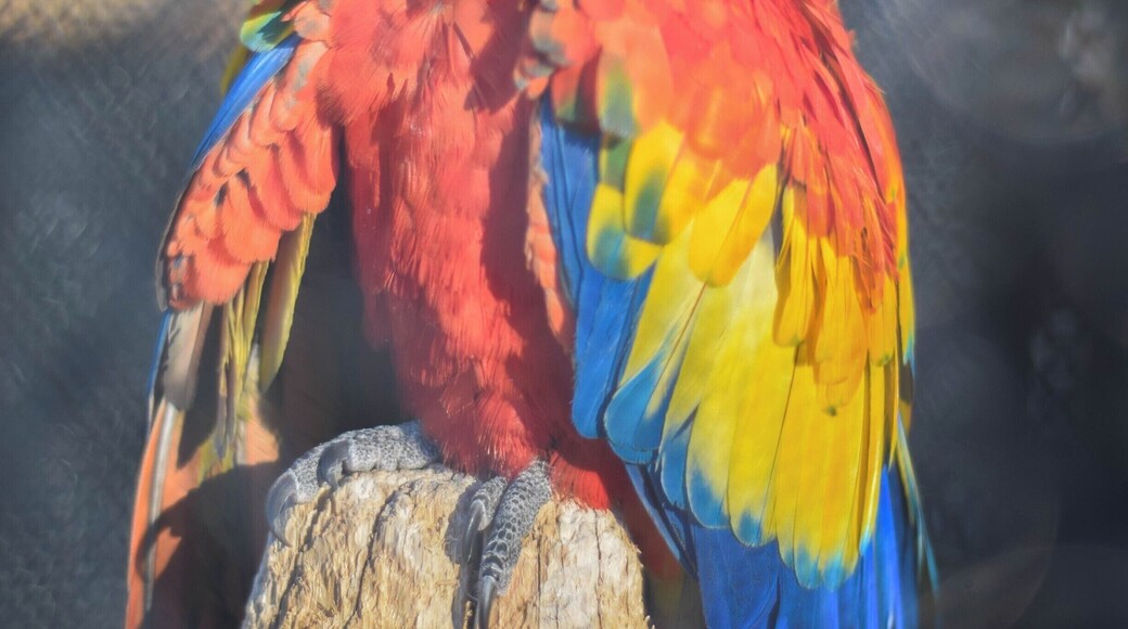 We happily spent an afternoon wandering the gardens, admiring the myriad of wonderful plants themed by their location on the globe. Near the top of the gardens is a large aviary, when birds from all over the world are housed. Some of the birds are relocated to the nearby Orokonui Ecosanctuary too, check both of these places out :)