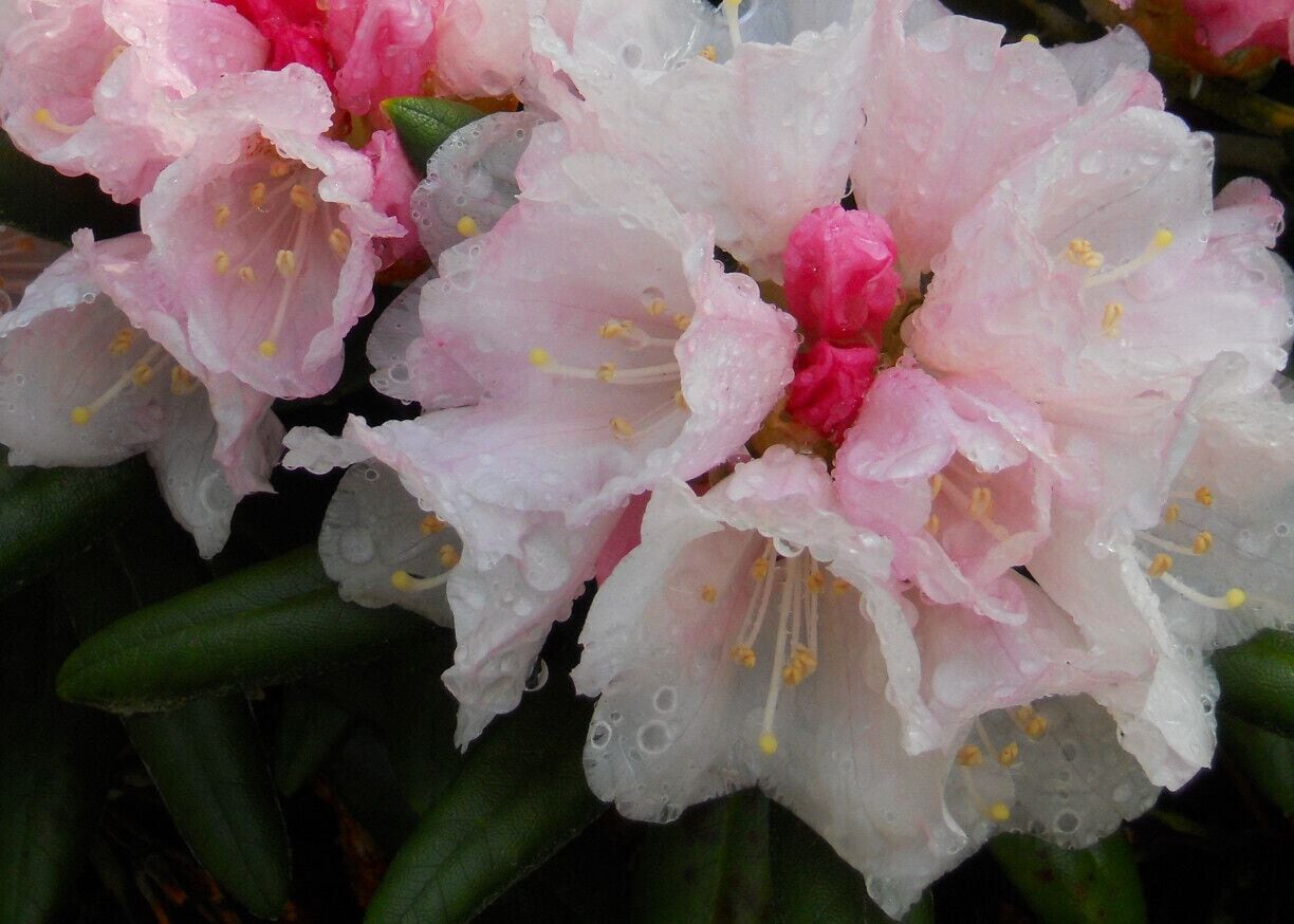 The botanic garden in Dunedin is a wonderful place to spend a few hours on a sunny day.  It features plants from around the world, along with amazing native plants, including numerous rhododendrons, like this one.  There is also an aviary in the park you can't leave without visiting - complete with parrots with charming accents!