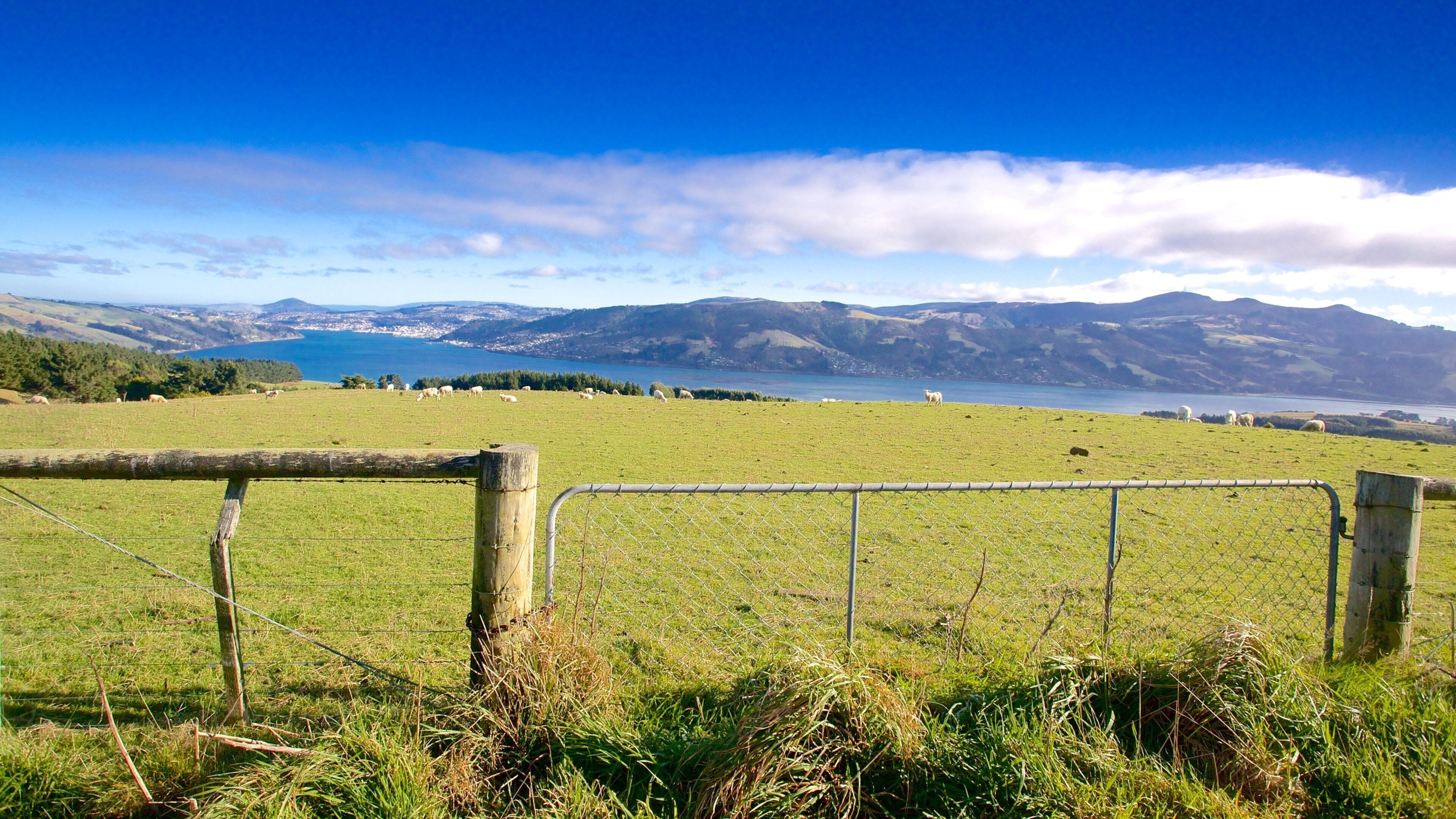 Dunedin que incluye tierras de cultivo