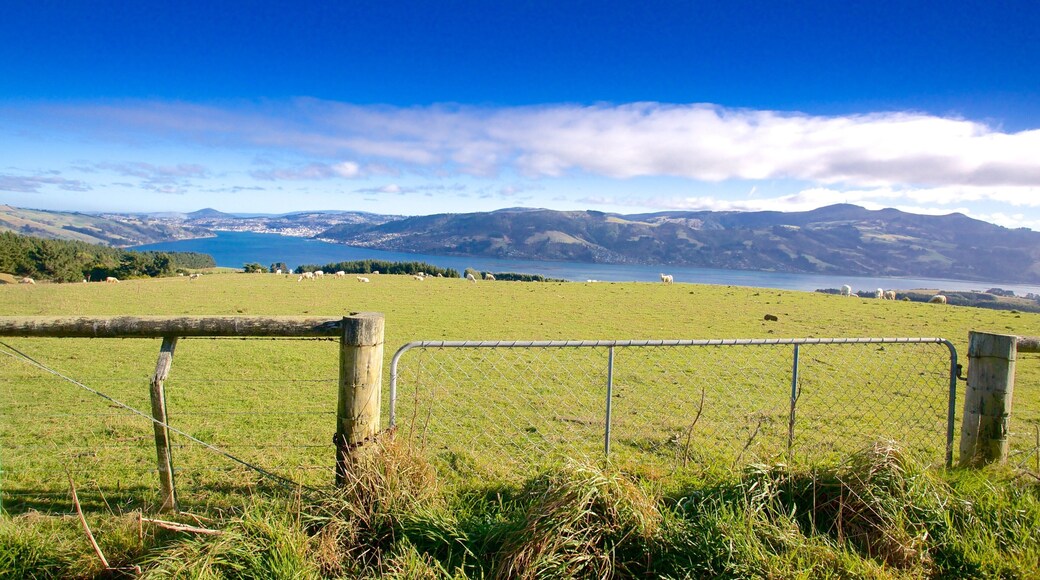 Dunedin que incluye tierras de cultivo