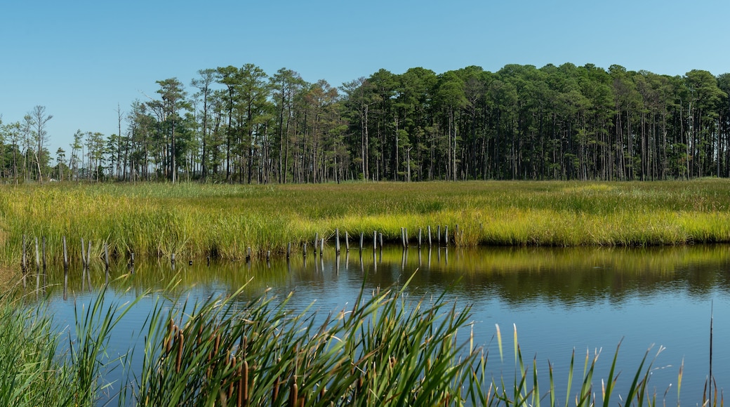 Coastal tidal wetlands on a Sunny Day