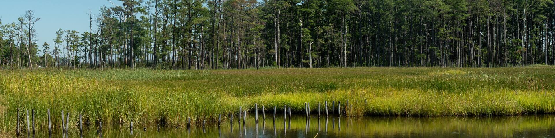 Coastal tidal wetlands on a Sunny Day