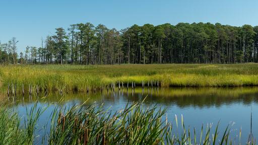 Coastal tidal wetlands on a Sunny Day
