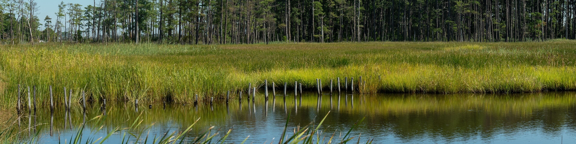 Coastal tidal wetlands on a Sunny Day