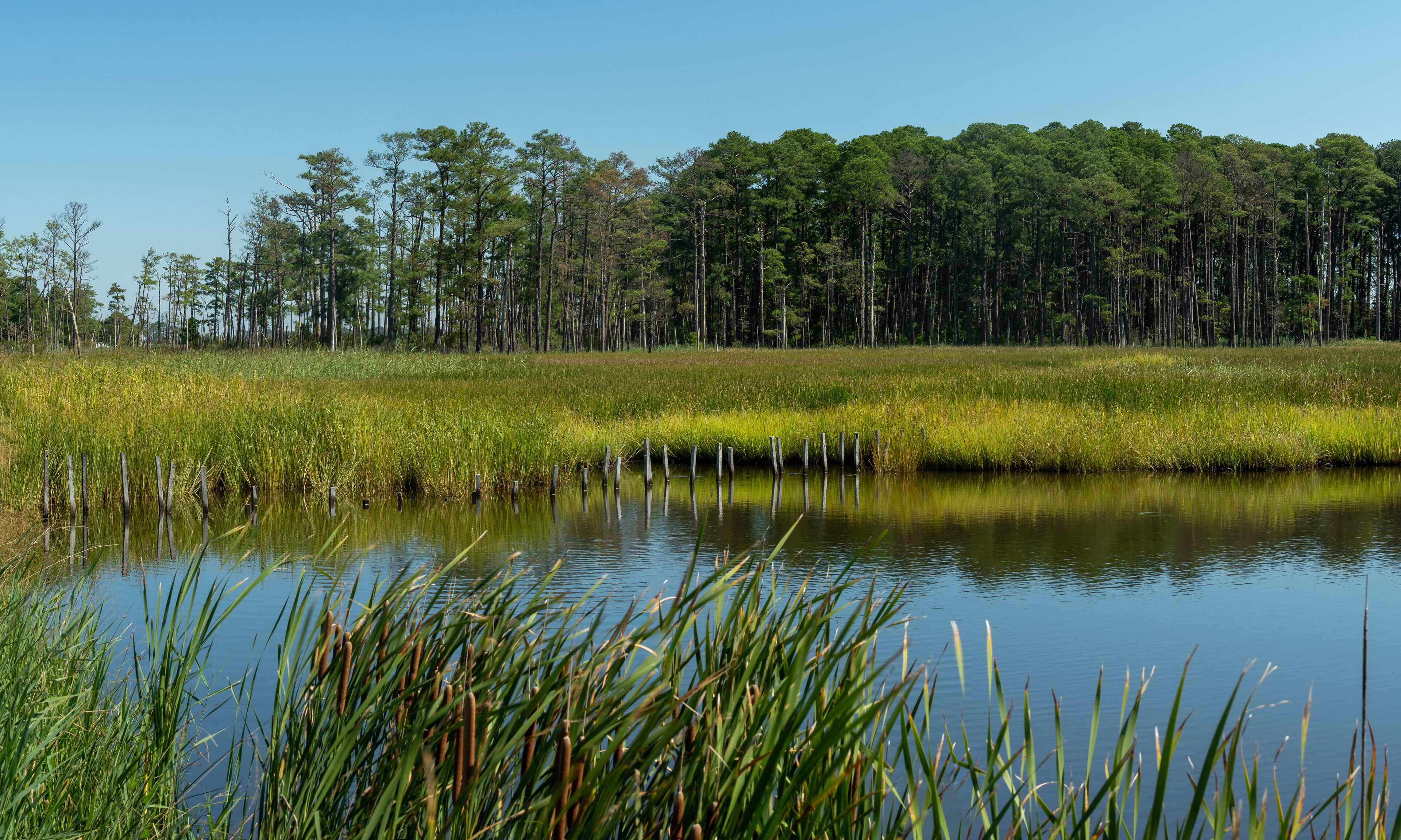 A calm lake surrounded by tall trees and dense reeds.