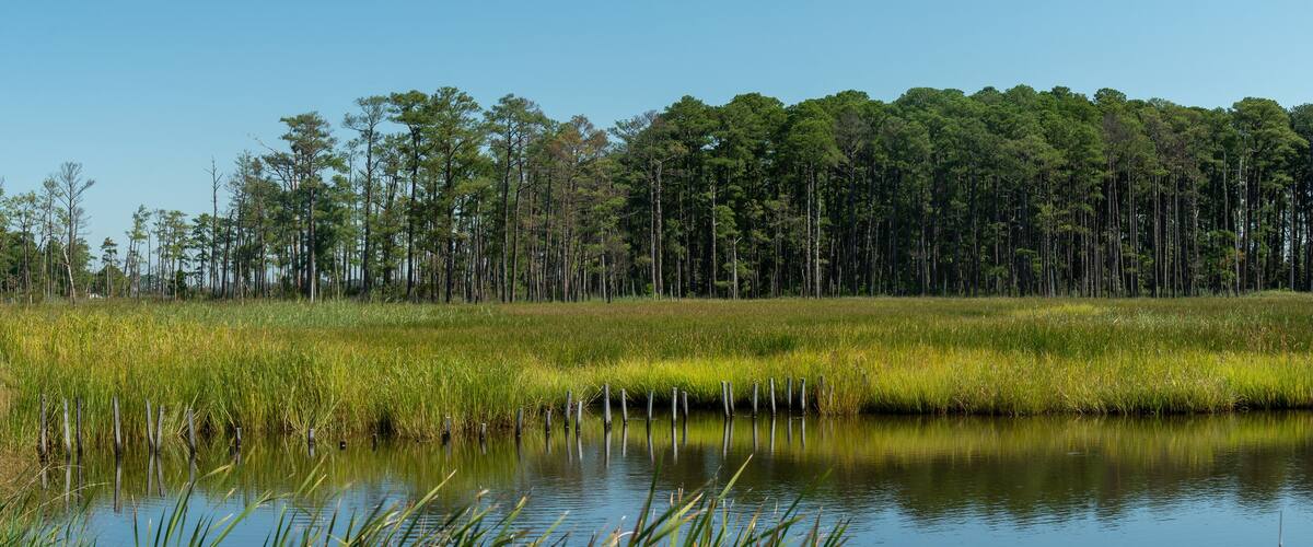A calm lake surrounded by tall trees and dense reeds.