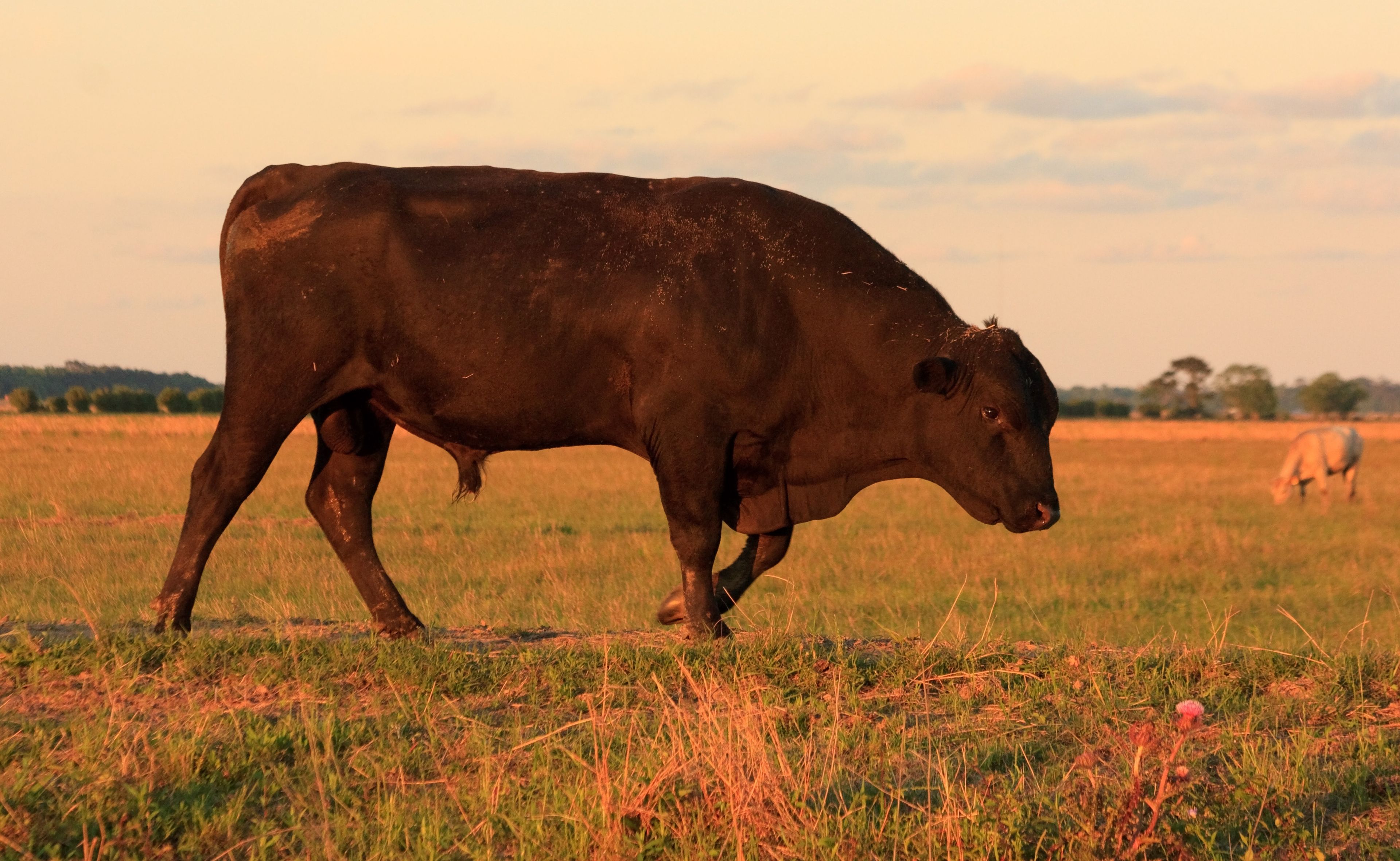 Bull walking in the field at sunset near Beaumont, Texas