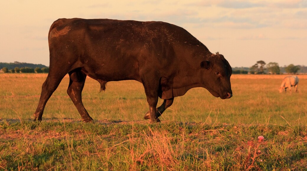 Bull walking in the field at sunset near Beaumont, Texas