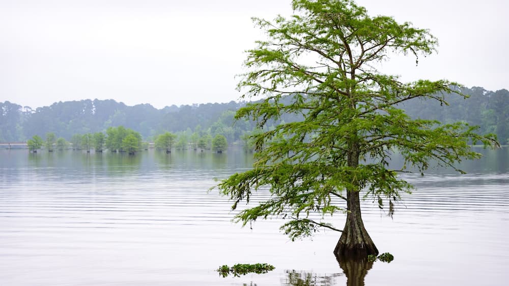 Martin Dies, Jr. State Park