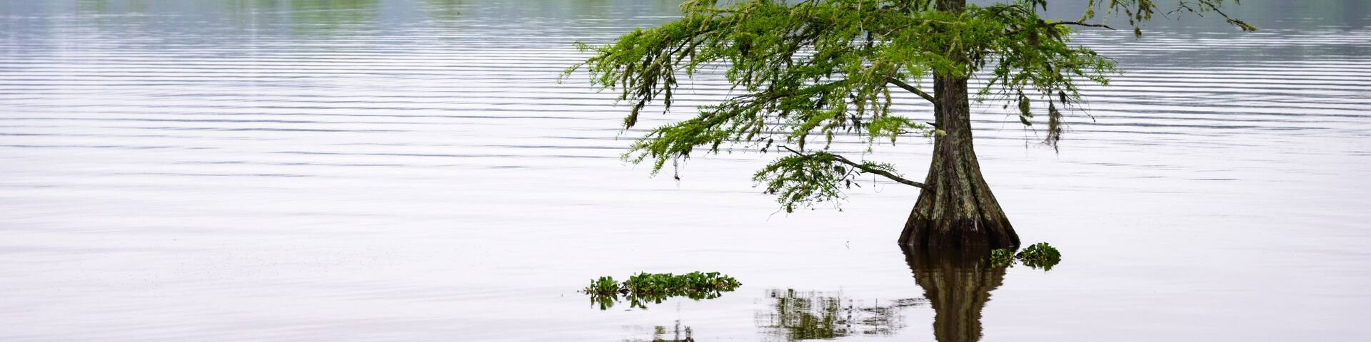 Martin Dies, Jr. State Park