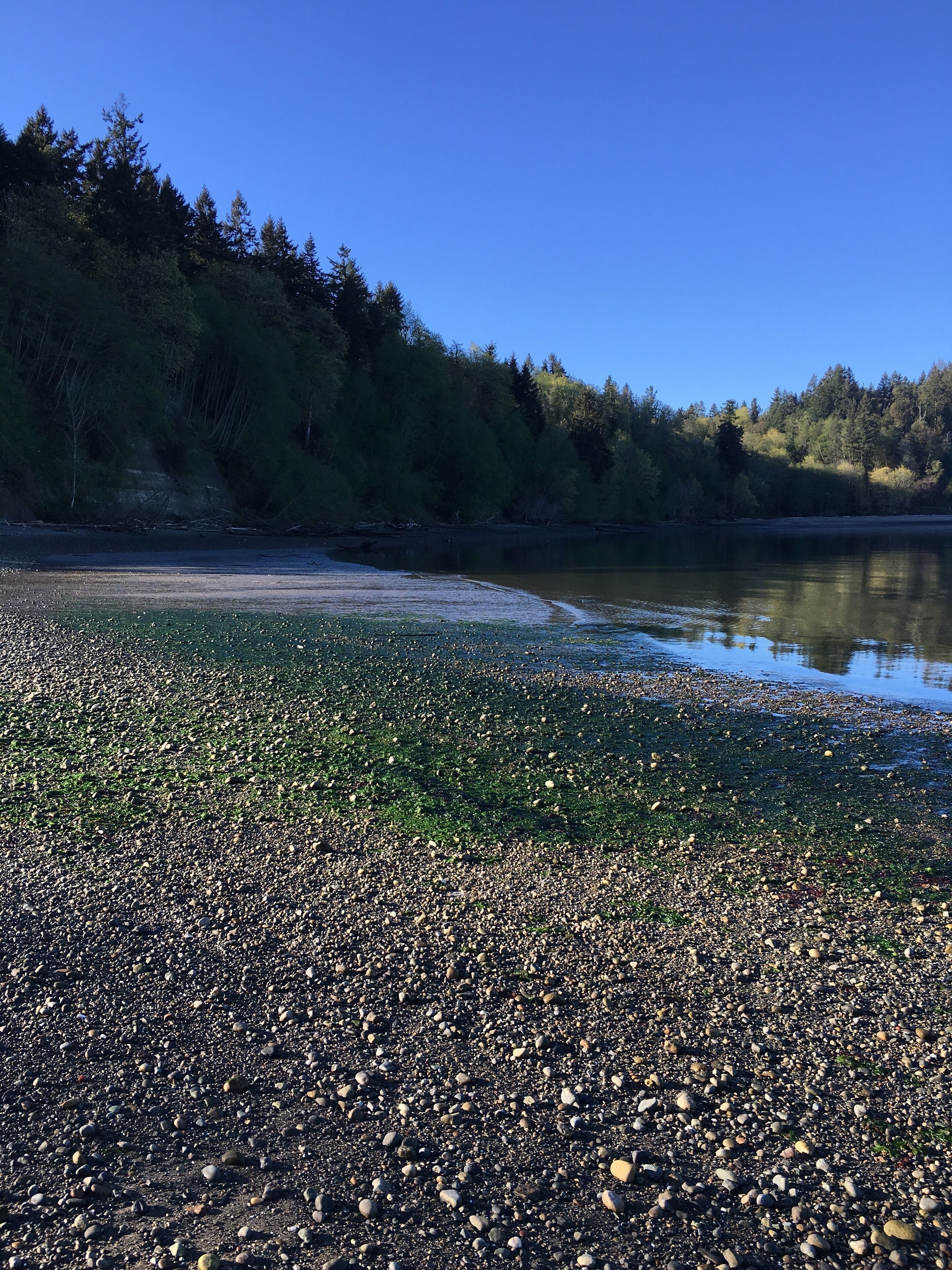 A pebbly beach with clear water and a forested hillside in the background.