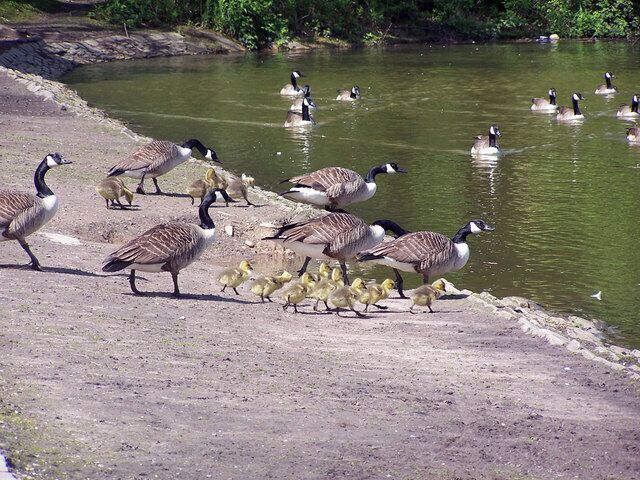 Geese and ducklings near a pond with a dirt path.